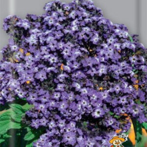 f1WSMXeNT5aqe4FRuTygnF6tBXXKnDtB400_400-1